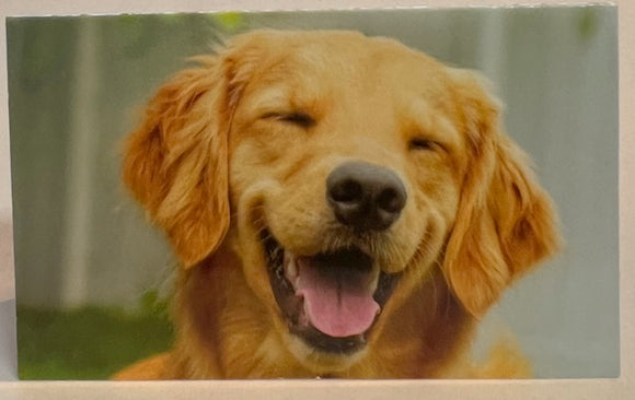 Card - AP/Enclosure - Dog Smiling