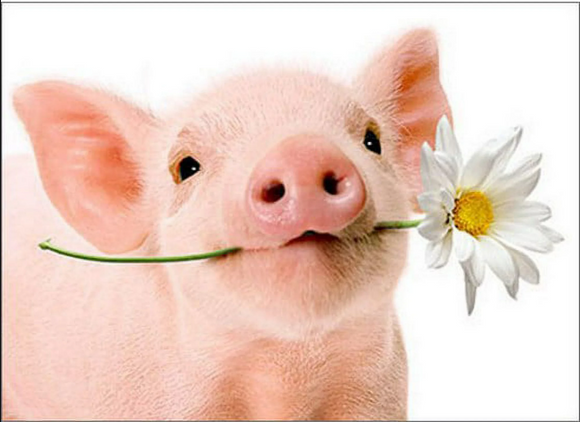 Card - AP/Enclosure - Pig Holding Flower