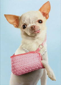 Card - AP/Enclosure - Chihuahua in Sling