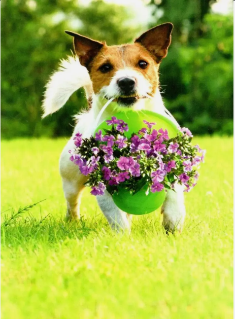 Card - AP/Enclosure - Dog & Basket of Flowers