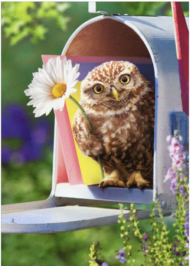 Card - AP/Enclosure - Owl in Mailbox