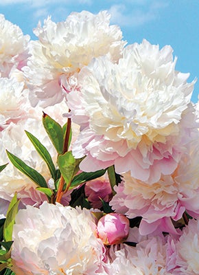 Card - AP/Sympathy - White Peonies